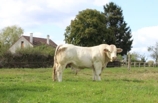 Sicagieb proposera à la vente vingt reproducteurs de huit à dix-huit mois, le mercredi 11 octobre à Montmarault