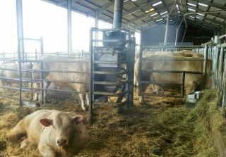 L'Union Charolais Croissance prépare sa prochaine vente à Créancey le 21 février