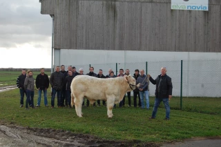 Ouistiti, le nouveau taureau de Charolais Evaluation 71 livre ses premières semences