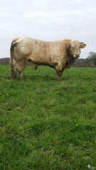 Le champion de la vente de Jalogny 2023 se réfléchit dès maintenant !