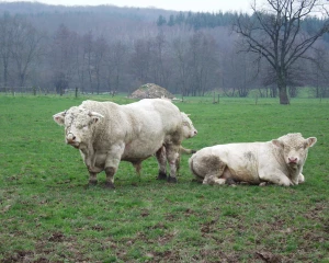 Analyse des marchés animaux et des tendances commerciales de la semaine 03/2018