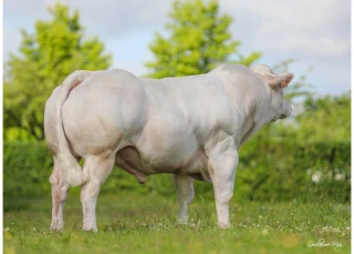 Des outils pour sélectionner la qualité de viande en génétique charolaise