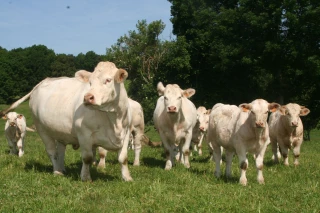 En élevage bovin viande, les sujets de préoccupation ne manquent pas. Rendez-vous à l'AG de la section bovine le 2 mai.