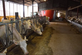 Des fourrages de qualité pour les vaches !