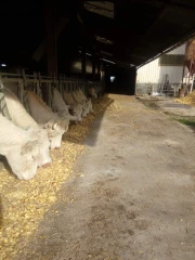 Plus que quelques jours pour les demandes à l'Aide ovine et à l'Aide caprine, mais les demandes d'ABA et d'ABL sont aussi possibles...