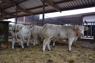 Maïs ensilage ou ration sèche ?