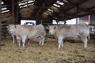 Appel à retenir les animaux en ferme pour un prix plus juste