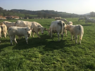 Herbe mieux pâturée, moins de concentrés dépensés...