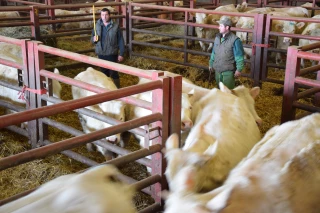 81 reproducteurs charolais exportés en Roumanie et en Hongrie 