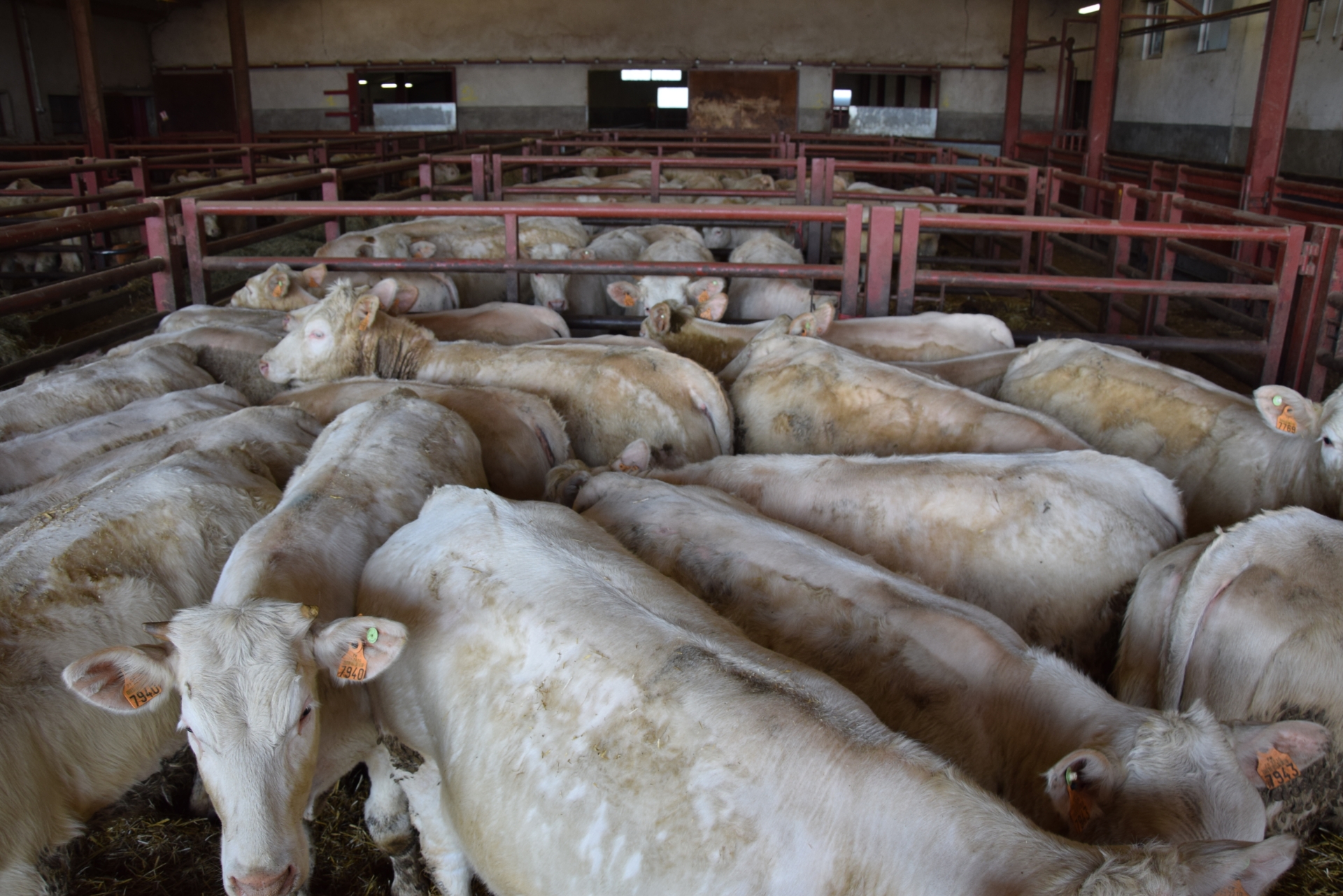 Bovins viande : les coopératives au cœur des débats à l’AG de la FNB