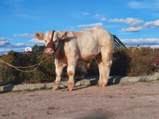 Du soleil, des veaux et des ventes !