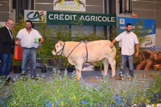 La charolaise en fête les 29 et 30 septembre à Autun