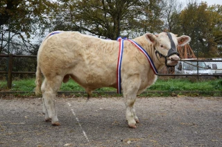 Les concours de charolais HBC évoluent !