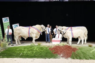 La charolaise au Sommet de l'Elevage !