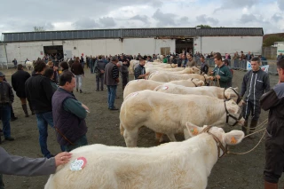 La charolaise fait son grand show ce week-end à Gueugnon !