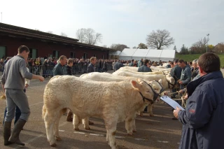 Concours de Charolles : 700 charolais en compétition !