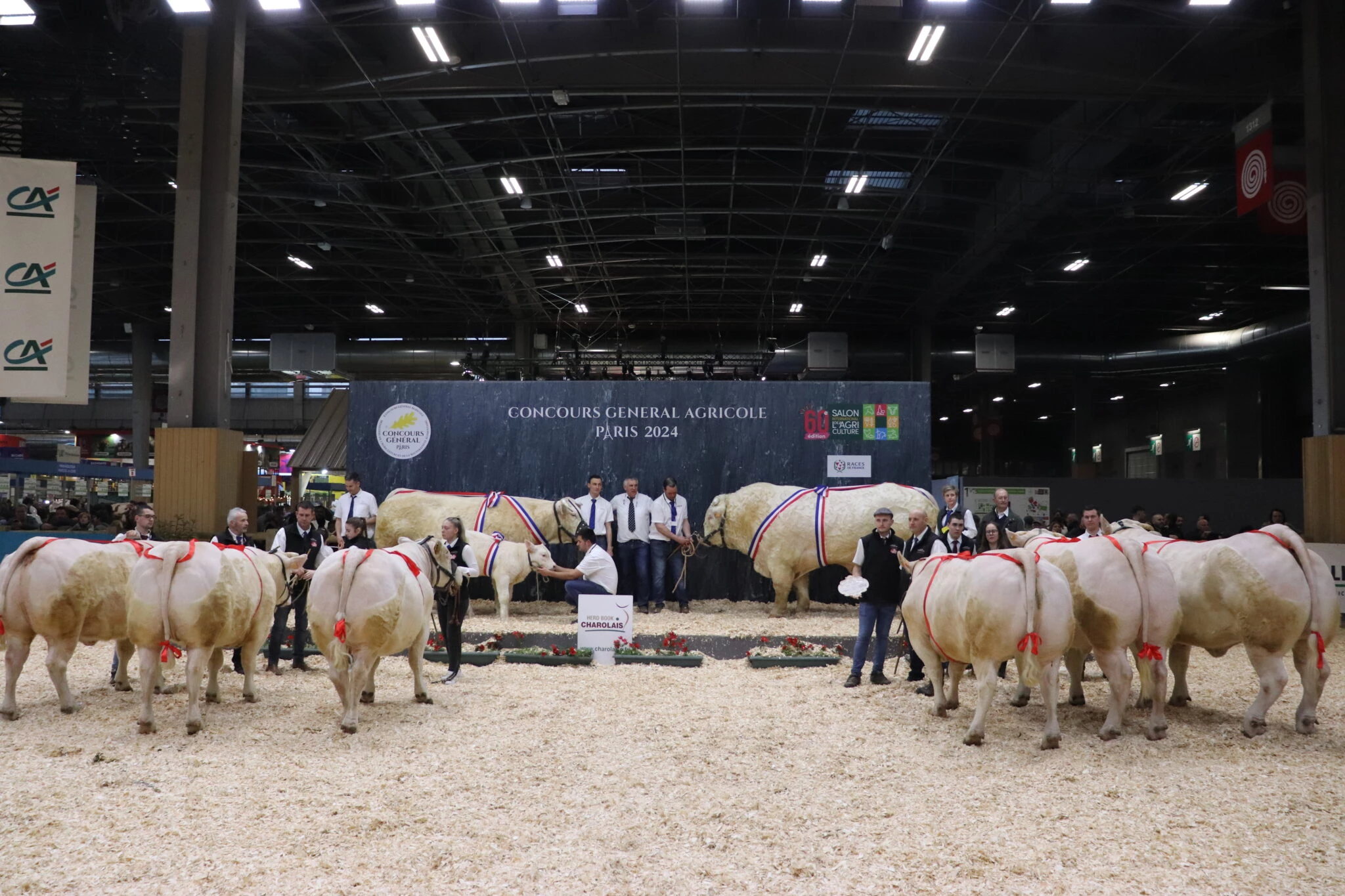 La race charolaise au grand complet
