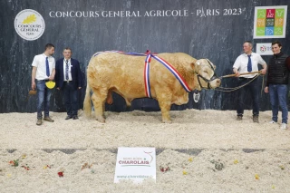 Concours Général Charolais : la Saône-et-Loire jamais bien loin du podium !
