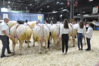 L'annulation : coup dur pour les races charolaises bovine et ovine