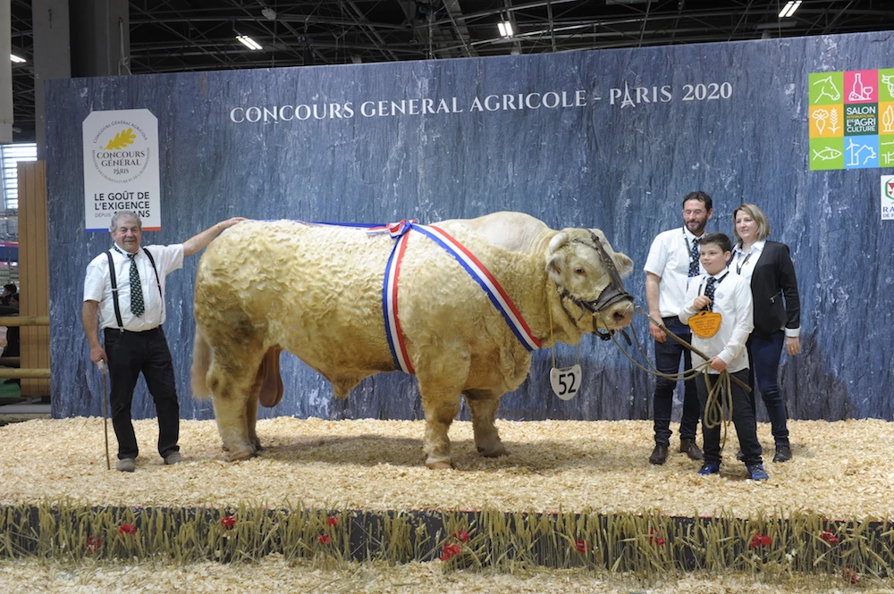 La charolaise de Saône-et-Loire à l’honneur au salon de l'agriculture !