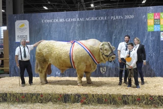 La charolaise de Saône-et-Loire à l’honneur au salon de l'agriculture !