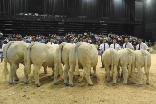 650 charolais en démonstration à Roanne pour le national adultes !