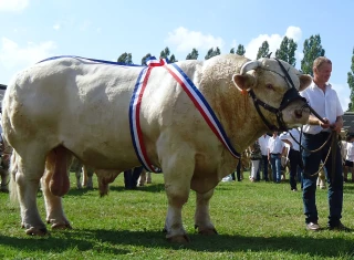 Concours national charolais à Magny-Cours (58) les 6,7 et 8 septembre 