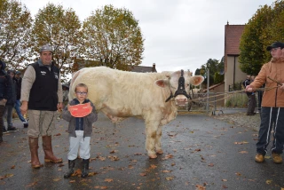 Près de 100 bovins à la finale des petits concours !