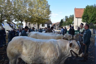 concours de reproducteurs charolais d'Issy-l'Evêque 2024