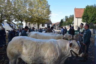 concours de reproducteurs charolais d'Issy-l'Evêque 2024