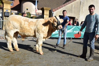 Cent charolais pour la finale des petits concours à Issy-l'Evêque !