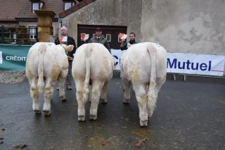 92 jeunes charolais pour la finale à Issy-l'Evêque