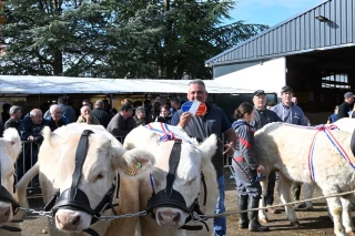 Au concours de reproducteurs charolais de Saint-Pierre-de Varennes, l'EARL du Grand Monetois d'Ecuisses