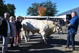 au concours de Saint-Pierre de Varennes, prix d'honneur taureau de 18 mois, Yves Rollet