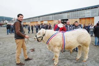 Concours de Luzy (58) : 340 reproducteurs engagés et des ventes