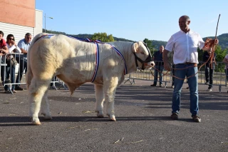 Au concours d’Autun, l’ambiance n’y était pas