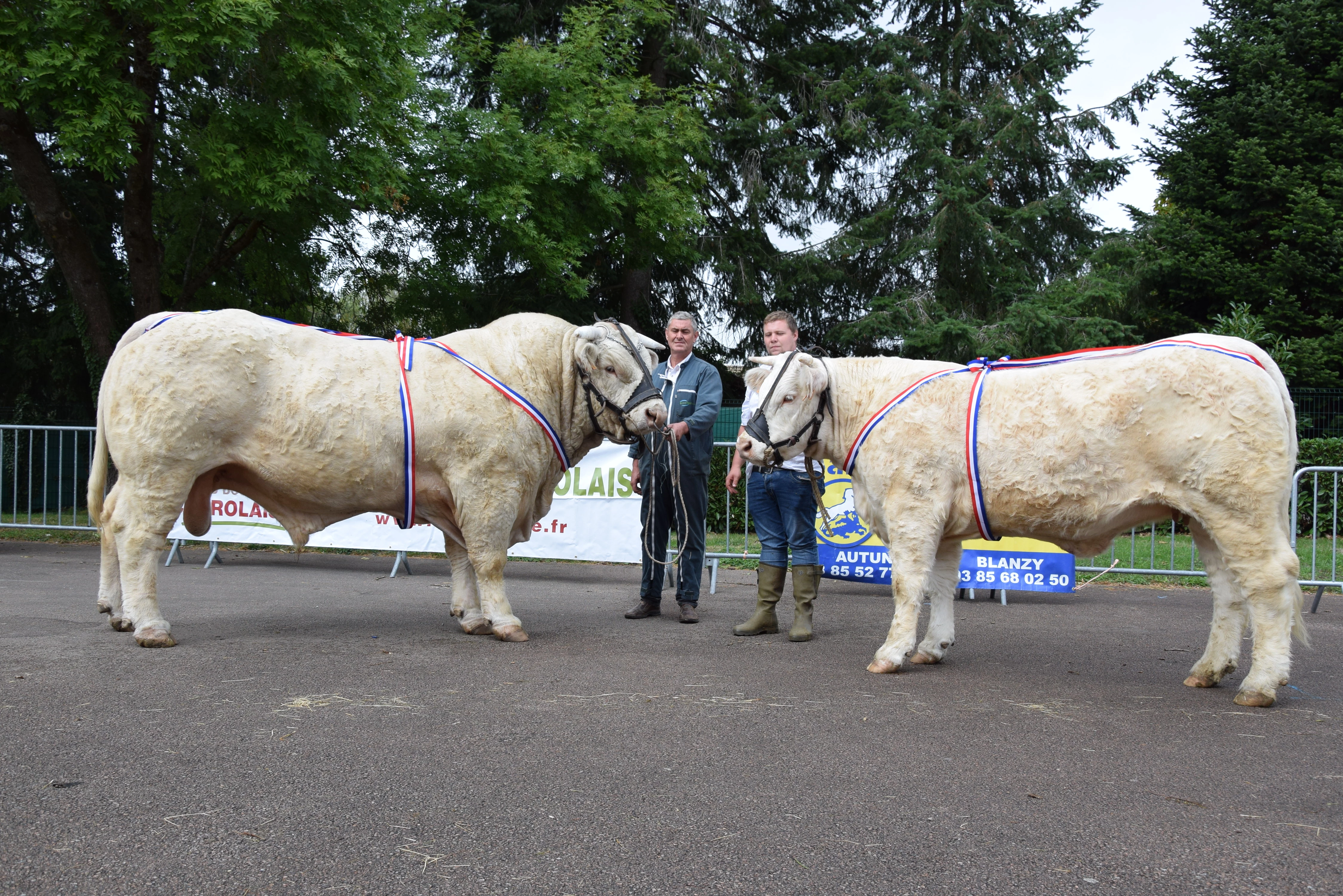 Un plateau de très haut niveau au concours charolais d'Autun !