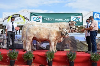 Les charolais ont fait le show !