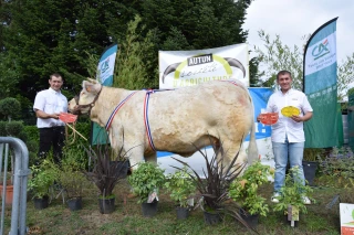 Un magnifique plateau de champions au concours de reproducteurs charolais d’Autun  ! 