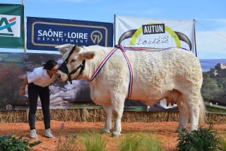 Plus de 130 charolais attendus au prochain concours d'Autun !