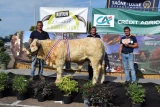 veau reproducteur charolais Gaec Lacour concours Autun 2025