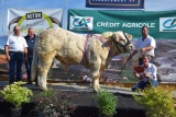 taureau charolais adulte Vautrait Gaec Lemaître-Pipponiau concours Autun 2025