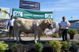 vache charolaise adulte Princesse SCEA Pichard Hugues concours Autun