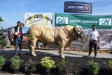 taureau charolais adulte Thym Didier Métrop concours Autun 2025