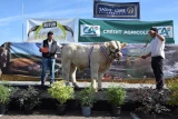 veau reproducteur charolais Gaec Chatillon concours d'Autun 2025