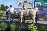 veau reproducteur charolais Alain Gonnot concours Autun 2025