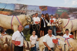 Le concours de race charolaise de retour à la foire économique d'Autun !