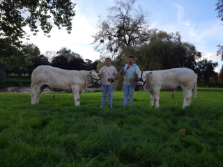 Au concours de reproducteurs charolais d'Etang-sur-Arroux, les deux premiers prix d'honneur