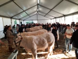 Au concours de reproducteurs charolais d'Etang-sur-Arroux 2025.