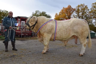 A Charolles, 627 bovins reproducteurs ont concouru malgré tout
